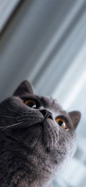عکس نزدیک گربه خاکستری